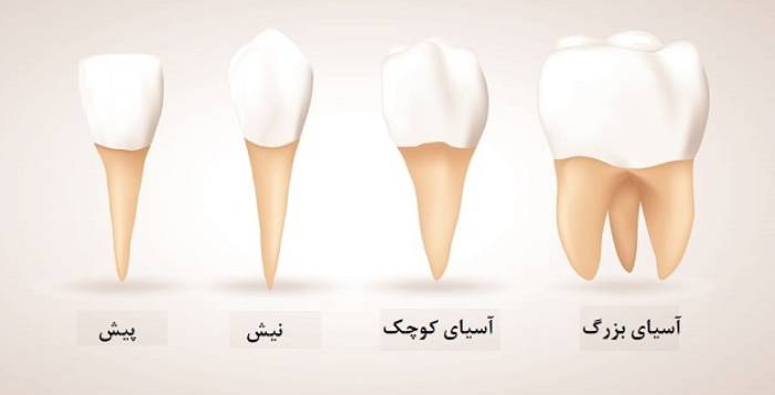 آناتومی انواع دندان