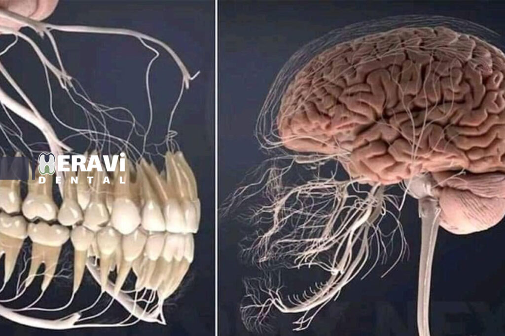 ارتباط سلامت دهان و خطر سکته مغزی؛ بررسی علمی جدید در سال 2025 5 ارتباط سلامت دهان و خطر سکته مغزی؛ بررسی علمی جدید در سال 2025